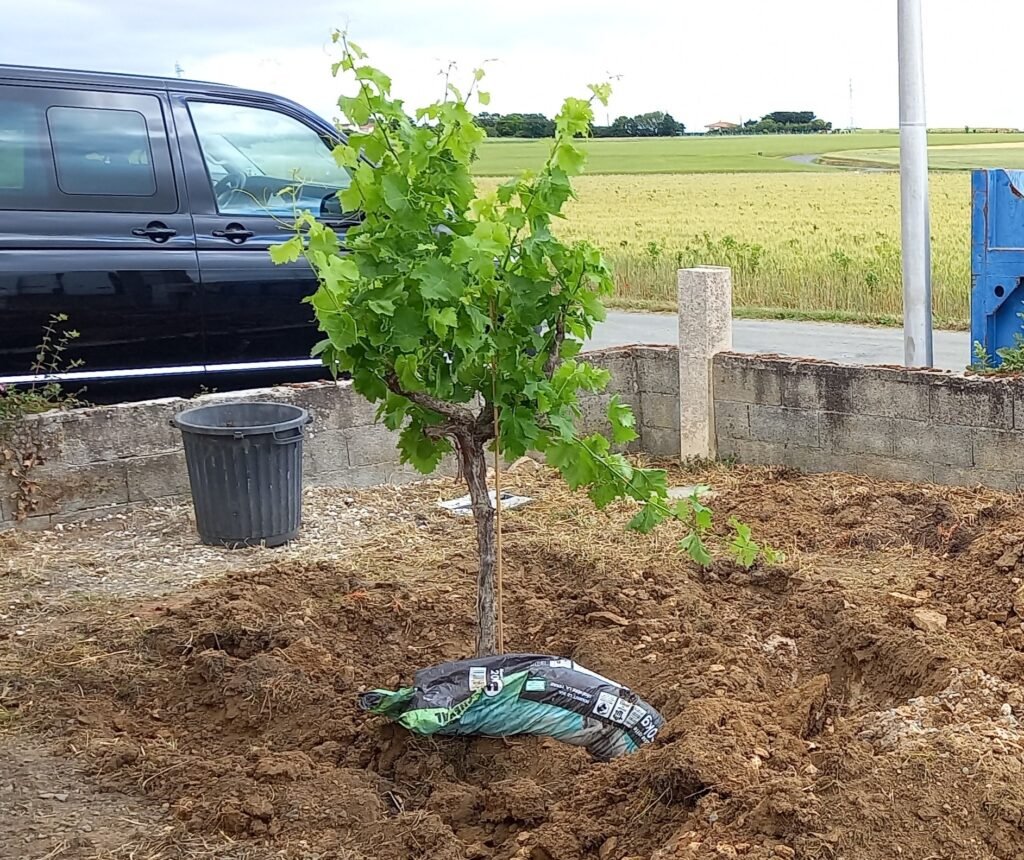 Rapido Travaux – Aménagement extérieur et jardinage avec mini-pelle, plantation et entretien d’arbres.
