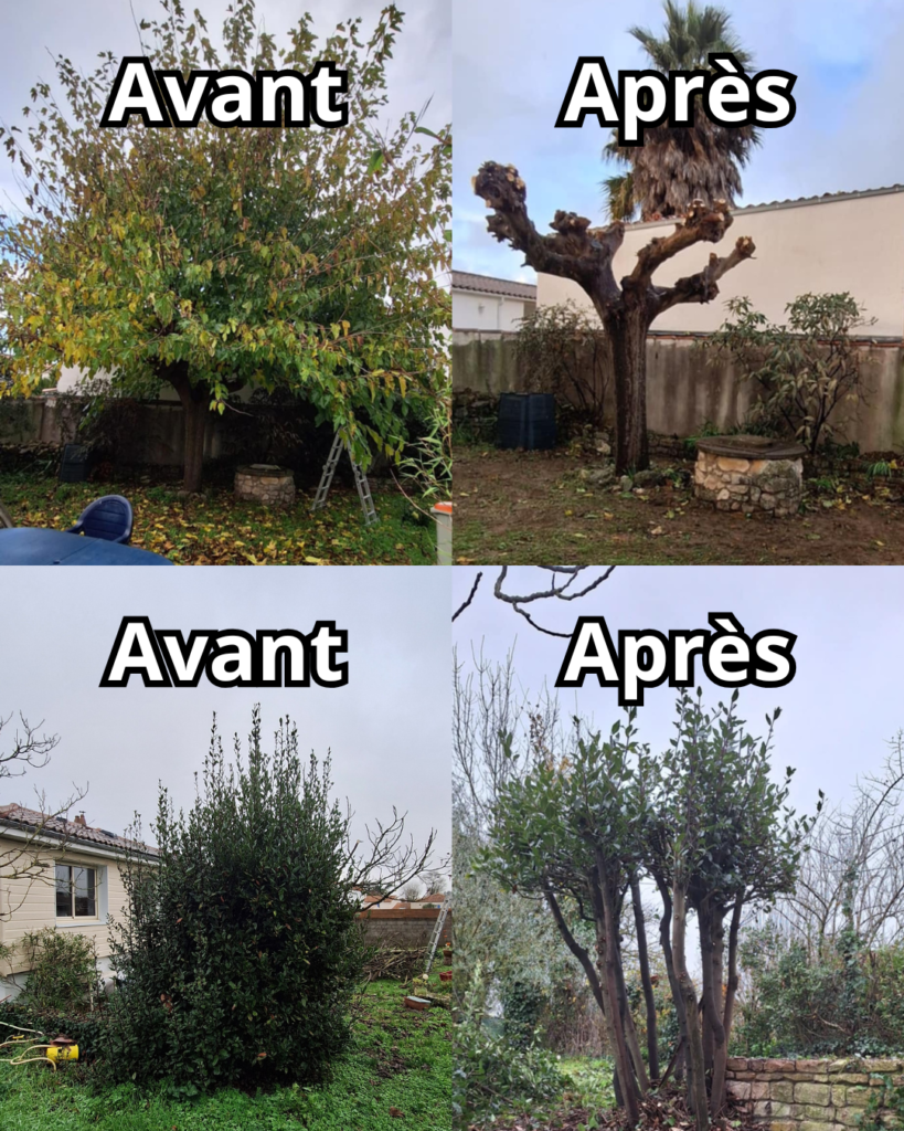 Taille d’arbre avant après – Rapido Travaux Maintenance La Rochelle