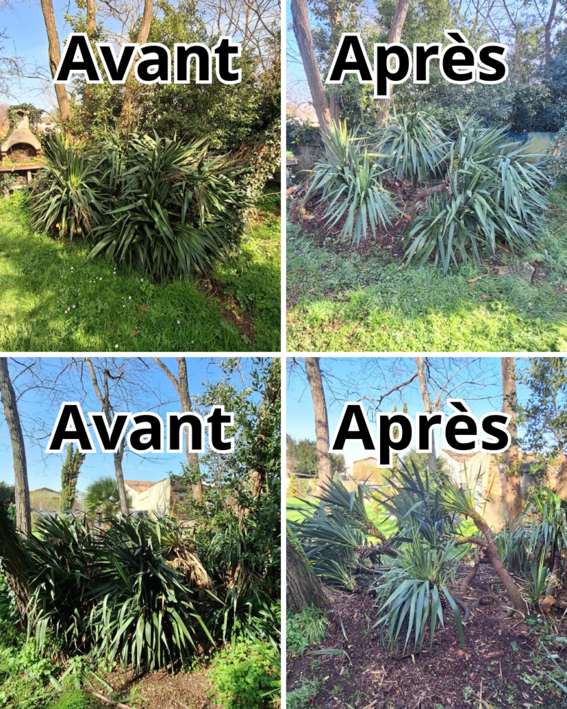 Taille de yucca avant après – Rapido Travaux Maintenance La Rochelle